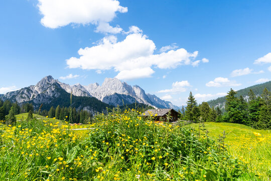 Gelb bl&uuml;hende Hahnenfu&szlig;-Wiese auf der Litzlalm mit H&uuml;tte und Berchtesgadener Alpen.