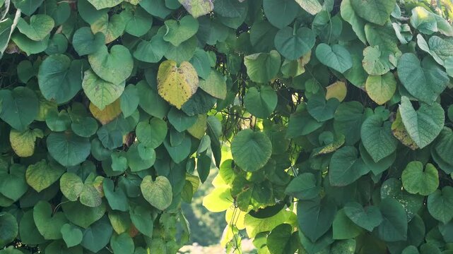 Dense green ivy covering a shaded garden wall