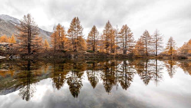 Mystical autumn scenery at Grindjisee above Zermatt, Switzerland, with golden larch trees reflected in calm water and the Matterhorn hidden behind low clouds in the Swiss Alps.
