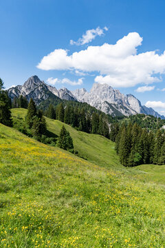 Steile, gelb bl&uuml;hende Bergwiese auf der Litzlalm im Hochformat vor den Loferer Steinbergen.