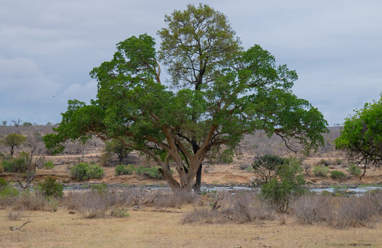 Der B&uuml;ffeldorn als markanter Baum der afrikanischen Savanne, mit seinen charakteristischen Haken‑Dornen im Kr&uuml;ger National Park S&uuml;dafrika