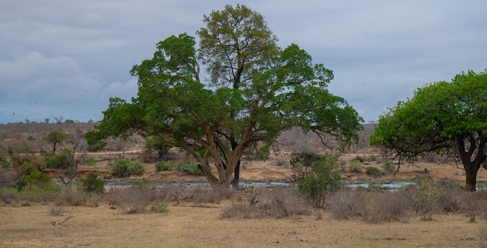 B&uuml;ffeldorn als markanter Baum der afrikanischen Savanne, mit seinen charakteristischen Haken‑Dornen im Kr&uuml;ger National Park S&uuml;dafrika