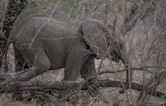 Elefanten Baby im Busch vom Kr&uuml;ger National Park - Kruger Nationalpark S&uuml;dafrika