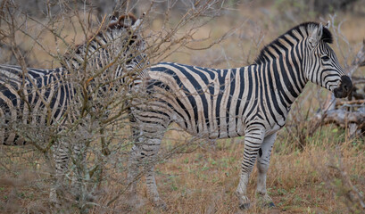 Obraz premium Steppenzebra in der afrikanischen Savanne. Eindrucksvolles Wildlife-Motiv mit markanter schwarz-weißer Streifenzeichnung