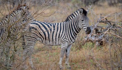 Obraz premium plains zebra in the African savannah. A striking wildlife scene featuring distinctive black-and-white stripes