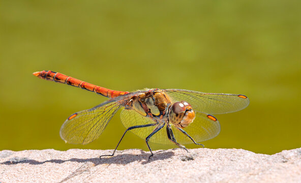Common darter dragonfly resting on a stone surface during the day