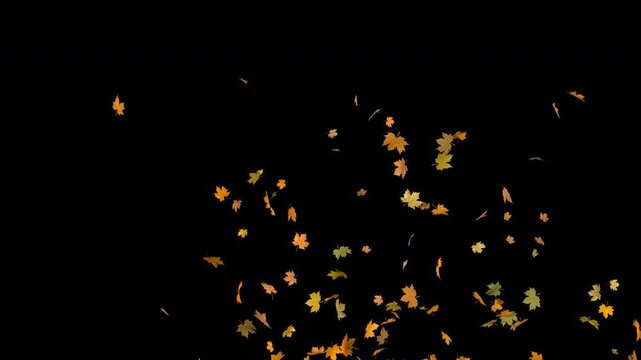 3D autumn leaf fall transition: moderate flow of golden leaves falling diagonally top to bottom. Fills screen gently and clears out. 4K overlay with alpha channel transparency.
