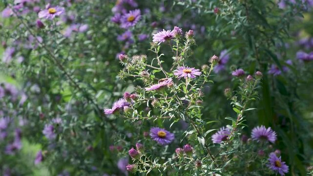 Purple asters blooming among green garden foliage