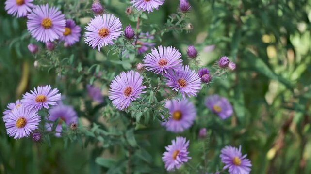 Purple asters moving lightly in a garden breeze