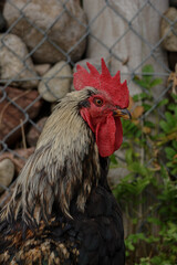 rooster in the farm © Tony