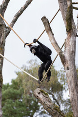 A Siamang climing in the ropes high in the air © renatepeppenster