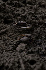 Two male fiddler crabs facing eachother © renatepeppenster