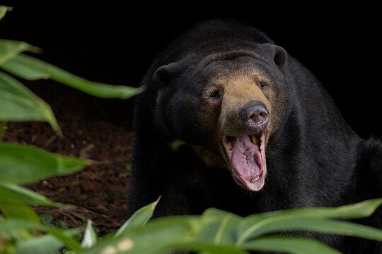 A sun bear 