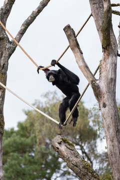 A Siamang climing in the ropes high in the air