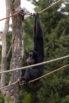 A siamang calling loudly