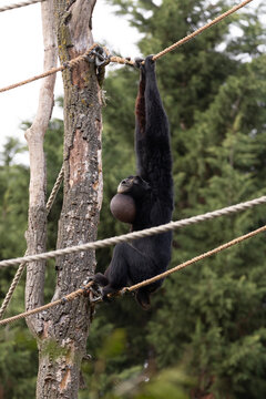 A black gibbon calling loudly