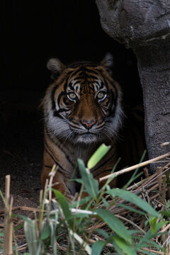 A portrait of a sumatran tiger