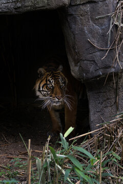 A sumatran tiger