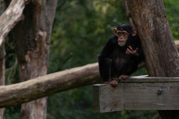 A chimpanzee young sitting © renatepeppenster