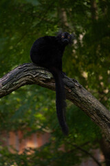 Obraz premium A black lemur sitting on a branch