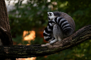 Obraz premium A ring tailed lemur grooming its tail