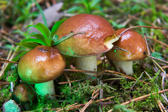 Wet wild mushrooms close-up in autumn forest