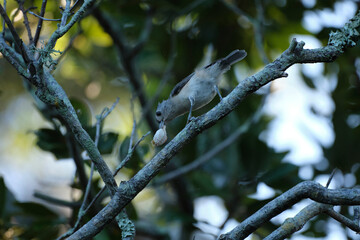 Tufted titmouse perched precariously on a lichen covered tree branch holding food inside a forest © Aoun