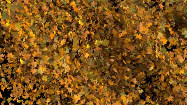 Seamlessly looped 3D autumn leaf fall: heavy stream of golden leaves falling fast diagonally from top to bottom. Great background transition. 4K overlay with alpha channel transparency.