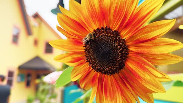 Bumblebee Pollinates Orange Sunflower In Colorful Summer Garden