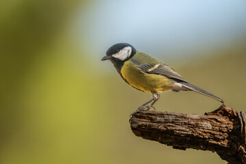 Great Tit Perched on a Branch in Nature © Agustin