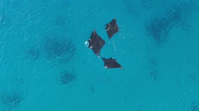 Aerial view of two manta rays swimming in the clear turquoise waters near Lady Elliot Island, Queensland, Australia.