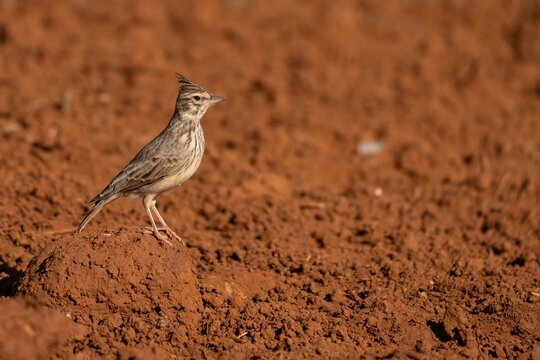 Crested Lark in Dry Mediterranean Landscape