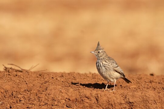 Crested Lark in Dry Mediterranean Landscape