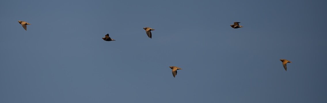 Black Bellied Sandgrouse Flock Flying in Blue Sky