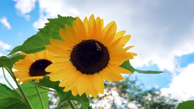 Bumblebee Visits Sunflower Against Bright Blue Summer Sky