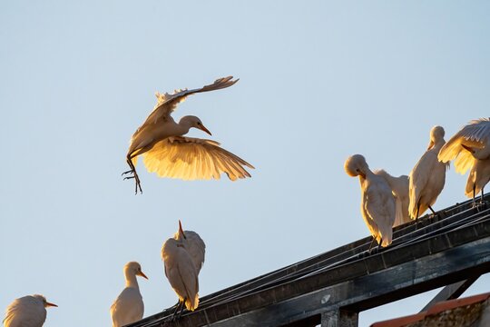 Cattle Egrets Gathering at Sunset