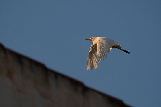 Cattle Egret in Flight at Golden Hour