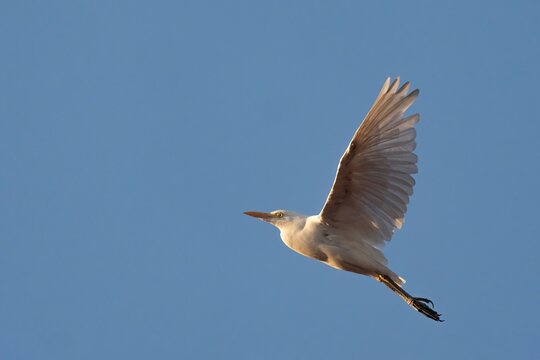 Cattle Egret in Flight at Golden Hour