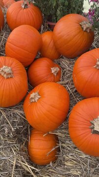 Many orange pumpkins laying down on dried hay close up. Autumn harvest festival decorations, countryside rustic rural vibe, fall atmosphere
