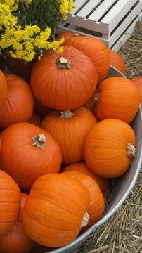 Many orange pumpkins laying down in big metal pot close up. Autumn harvest festival decorations, countryside rustic rural vibe, fall atmosphere
