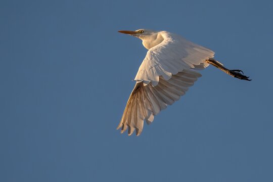Cattle Egret in Flight at Golden Hour