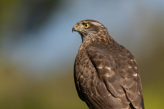 Eurasian Sparrowhawk Portrait in Natural Habitat
