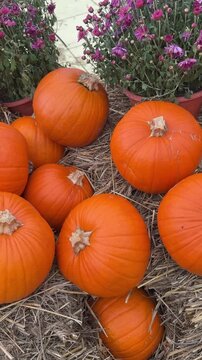 Many orange pumpkins laying down on dried hay close up. Autumn harvest festival decorations, countryside rustic rural vibe, fall atmosphere