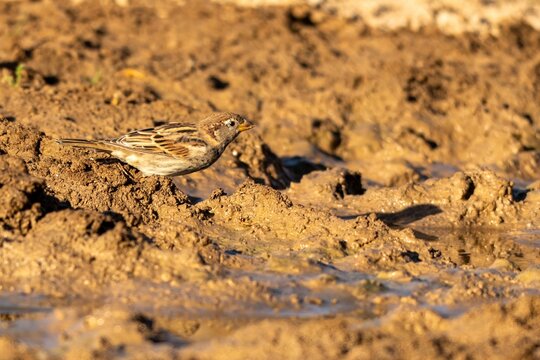 House Sparrow Feeding on Muddy Ground