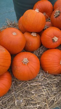 Many orange pumpkins laying down on dried hay close up. Autumn harvest festival decorations, countryside rustic rural vibe, fall atmosphere