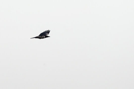 Rook Flying Over a Rural Landscape