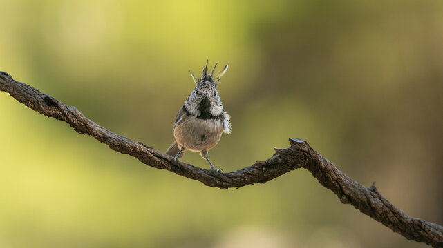 European Crested Tit Perched on Branch in Nature