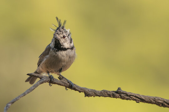 European Crested Tit Perched on Branch in Nature