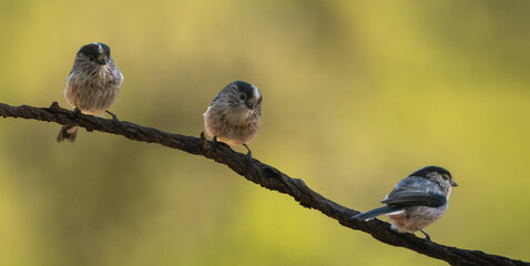Three Long Tailed Tits Perched Together on Branch © Agustin