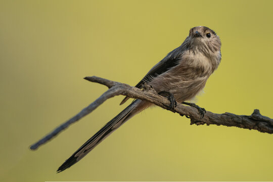 Long Tailed Tit Perched on Branch in Natural Habitat